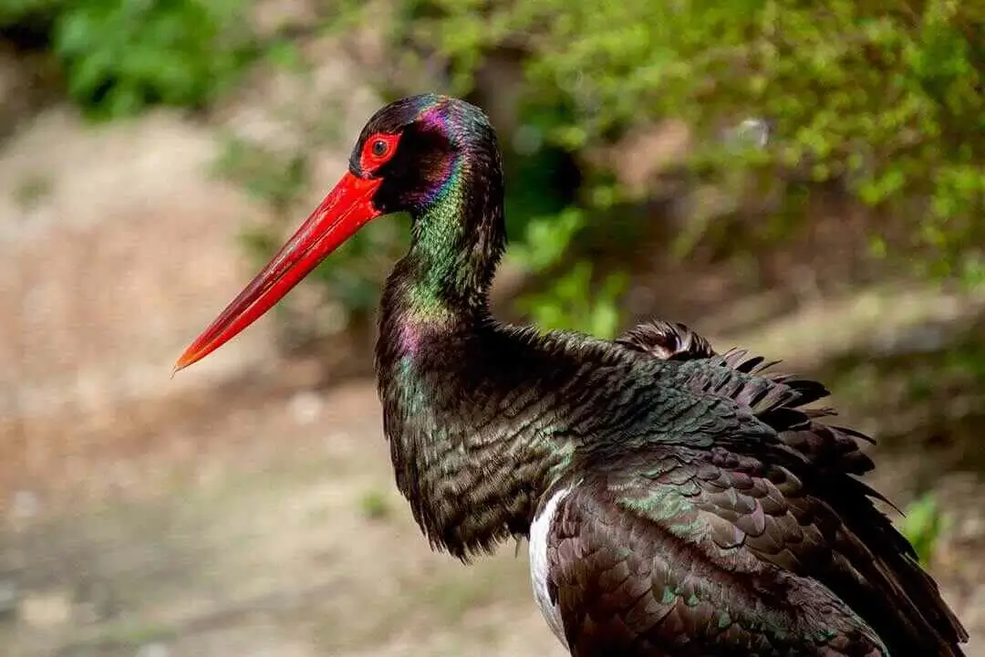 Black Stork Close